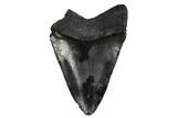 Serrated, Fossil Megalodon Tooth - South Carolina #168184-1